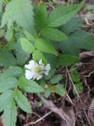 Image result for Rubus rosifolius