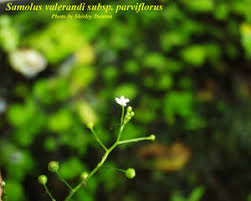 Image result for Samolus