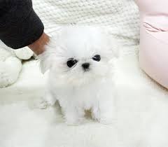 Teacup chihuahua yorkie malshi maltese imperial shihtzu maltipoo poodle puppies for sale in houston texas. Trusted Puppy Breeders Listing Platform Puppiesvilla