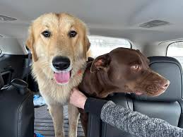 Update: these two have found their way home! They'll be warm and safe  tonight. Thanks to Seth from McKamey for the assist with the chip reader!  Found these two literally in the