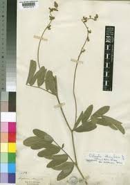 Image result for Ophrestia radicosa