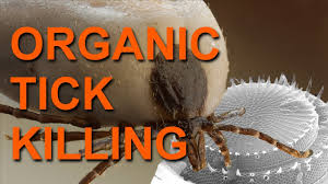 How do i get rid of ticks in my yard? Killing Ticks With Diatomaceous Earth An Organic Method Youtube