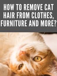 How To Remove Cat Hair From Clothes Furniture And More In 2020 Cat Hair Removal Cat Hair Cat Care