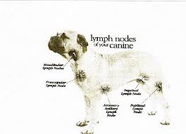 Lymphoma is a type of cancer that affects the white blood cells (called lymphocytes) of the dog. Pin On For The Love Of Dogs