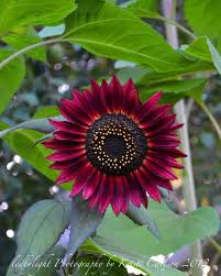 We did not find results for: Pin By Kristi Carlson On Photography Red Sunflowers Beautiful Flowers Sunflowers And Daisies