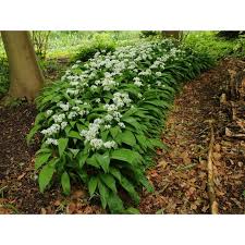 Copyright © 2021, bear creek organic farm pos and ecommerce by shopify. Bear S Garlic Allium Ursinum