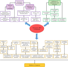 Genealogy for lim pang juan (deceased) family tree on geni, with over 200 million profiles of ancestors and living relatives. An Updated Review Of Mechanistic Potentials Of Melatonin Against Cancer Pivotal Roles In Angiogenesis Apoptosis Autophagy Endoplasmic Reticulum Stress And Oxidative Stress Cancer Cell International Full Text