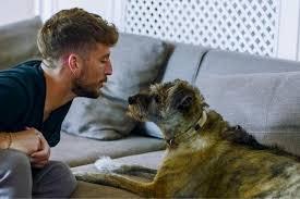 Katrin (kat) kerkhofs (leuven, 12 september 1988) is een belgisch programmamaakster. Dries Mertens En Kat Kerkhofs Stellen Hun Hond Voor Gazet Van Antwerpen Mobile