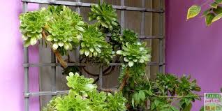 L Artichaut Des Canaries Succulente De Charme Plante Succulente Jardin Exterieur Jardin Moderne
