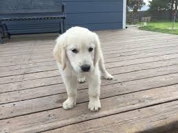 As a golden retriever breeder, we adopt out a few great pups that we have been able to find some great families for. Akc Golden Retriever Puppy For Sale Nex Tech Classifieds