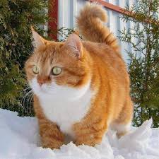 New Photos Bengal Cats Orange Ideas In 2020 Pretty Cats Cats Ginger Cats
