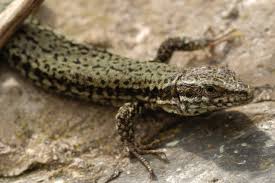 Wir zeigen ihnen hier die heimischen eidechsen und die wichtigsten informationen zu ihnen. Nabu Bonn De Tiere Pflanzen Reptilien Eidechsen
