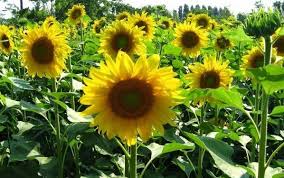 Jenis bunga matahari yang paling cantik. Manfaat Bunga Matahari Si Cantik Berwarna Kuning Yang Memukau Star Farm International