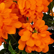 Image result for Crossandra fruticulosa