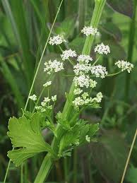 Image result for Apium graveolens