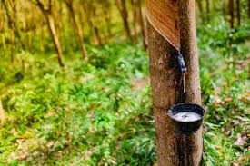 Image result for Hevea brasiliensis