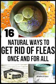 How To Get Rid Of Fleas 16 Effective Home Remedies For Fleas Flea Remedies Home Remedies For Fleas Flea In House