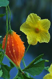 Image result for Momordica balsamina