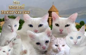 Nuhbaba Pure Breed Turkish Van Cat Whatsapp 905418371216 In 2020 Turkish Van Cats Cats Turkish Van