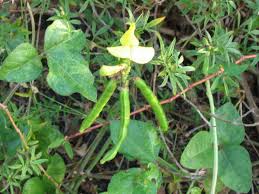 Image result for Vigna luteola