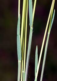 Image result for Pseudobromus engleri