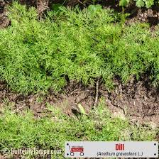 Image result for Anethum graveolens