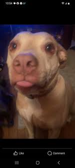 Help finding missing dog in Dittmer/Morse Mill area