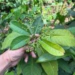 Image result for Rauvolfia vomitoria