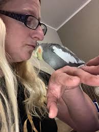 Safe isn't always a place. Sometimes… it's a heartbeat and a pair of  feathers 🤍🐦 #BirdsAviary #CockatielLove #FeatheredFamily #BirdBond  #PetBirdLife #QuietMoments #BirdParents