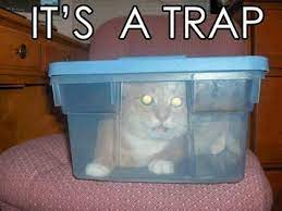 cat kittycat kitty pussycat pets lolcats fauna quote itsatrap trap schrodingerscat funny cat pictures cat pics schrodingers cat
