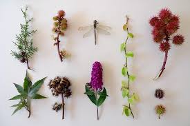 Image result for Ricinus communis