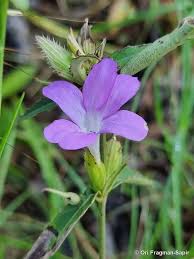Image result for Barleria sp. D (near holubii)