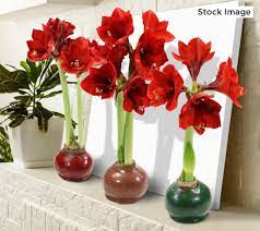 Maybe you would like to learn more about one of these? Ships 12 07 20 Cottage Farms Wax Dipped Amaryllis Bulb Qvc Com