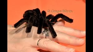 9 Diy Halloween Spinne Aus Chenilledraht Basteln Halloween Spider Youtube In 2020 Basteln Halloween Spinne Basteln Schnell Basteln