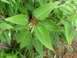Image result for Acalypha bipartita