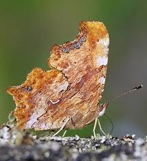 Image result for Polygonia c-album