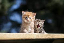 Choosing a career can be really hard to do. Vets Help To Make Difference In Tackling Cat Overpopulation Issue Wcvm Today Western College Of Veterinary Medicine University Of Saskatchewan