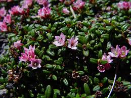 Image result for Galenia procumbens