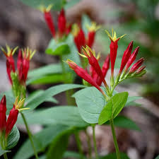 Image result for Spigelia