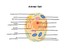 Maybe you would like to learn more about one of these? Free Biology Diagram Templates Template Resources