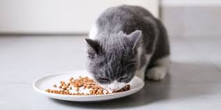 Sure, orange and black cats seem to be much more prevalent, but there are still plenty of grey cats who've graced tv and movie screens. Royal Canin Cat Food Review Which