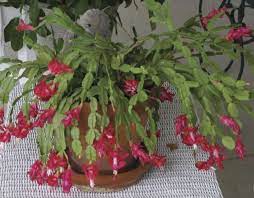 Christmas cacti need bright, indirect sun. 16 Best Pots For Christmas Cactus Ideas Christmas Cactus Cactus Christmas Cactus Care