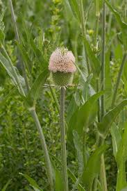 Image result for Dipsacaceae