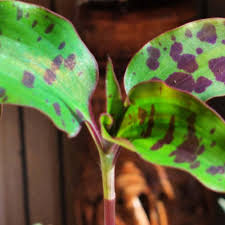 Image result for Tinnea galpinii