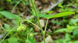 Image result for Passifloraceae