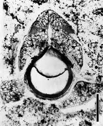 Image result for Marsilea subterranea