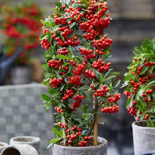 Image result for Pyracantha coccinea red column