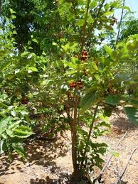 Image result for Markhamia zanzibarica