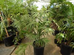 Image result for Chamaedorea radicalis