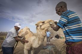 When it does rain, it comes in short bursts. They Came With The Wind From Over The Mountains Desert Locusts Destroy Crops Pasture In Ethiopia Oxfam